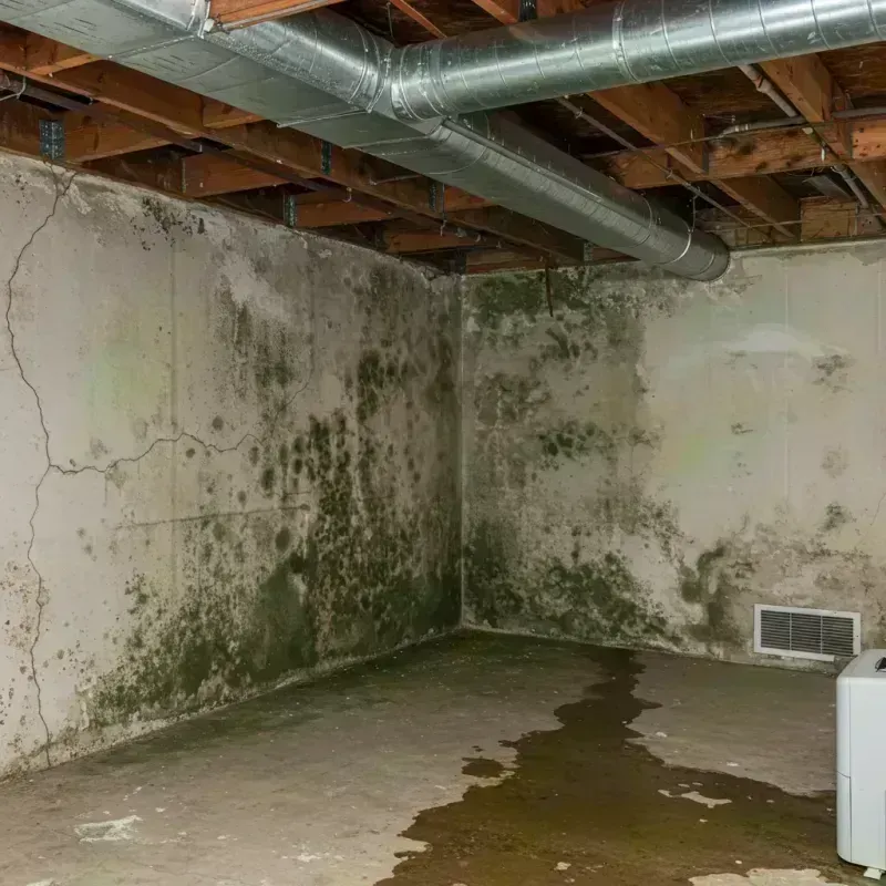 Professional Mold Removal in Warren, OH